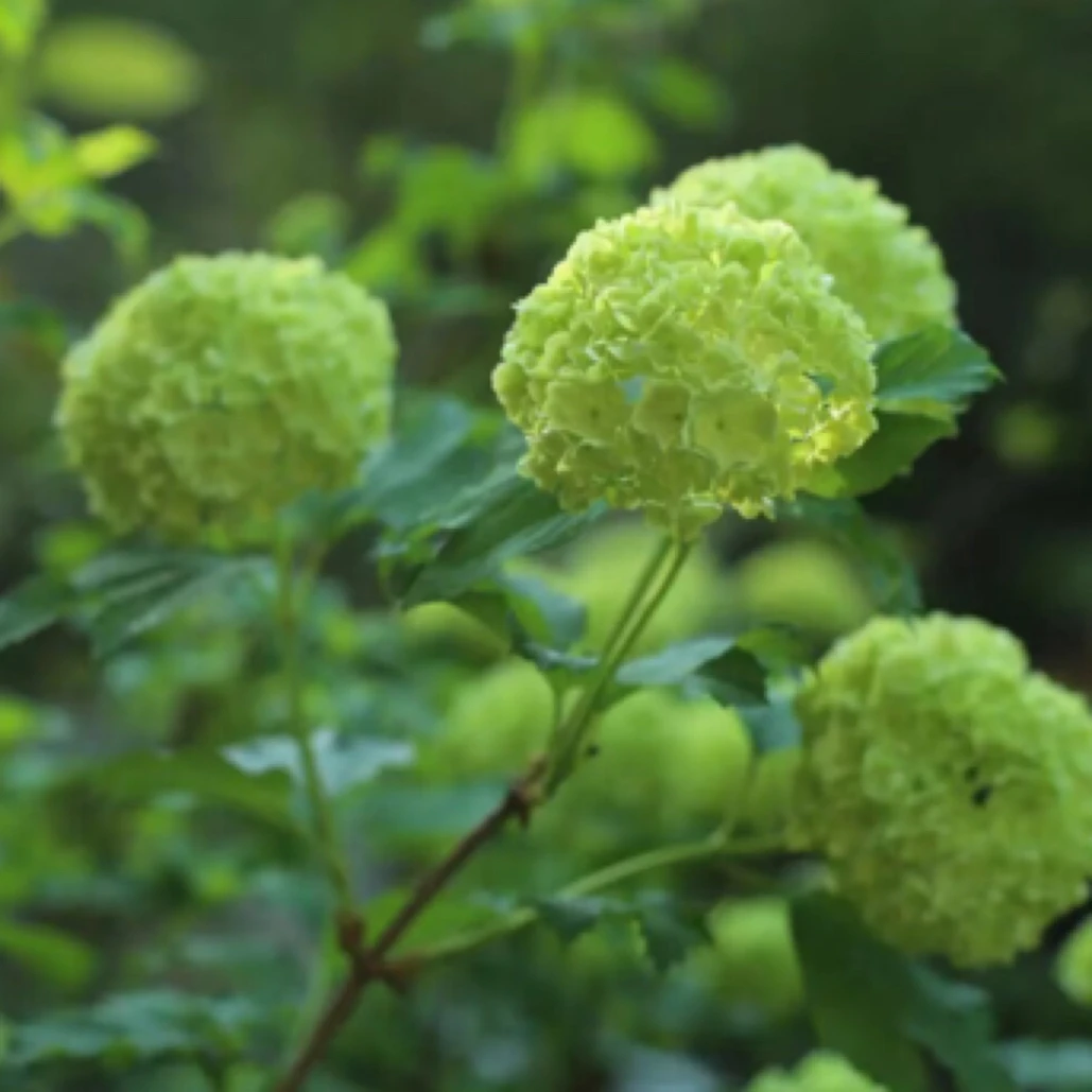 欧洲木绣球玫瑰盆栽花苗耐热耐寒庭院观花木绣球地栽多年生
