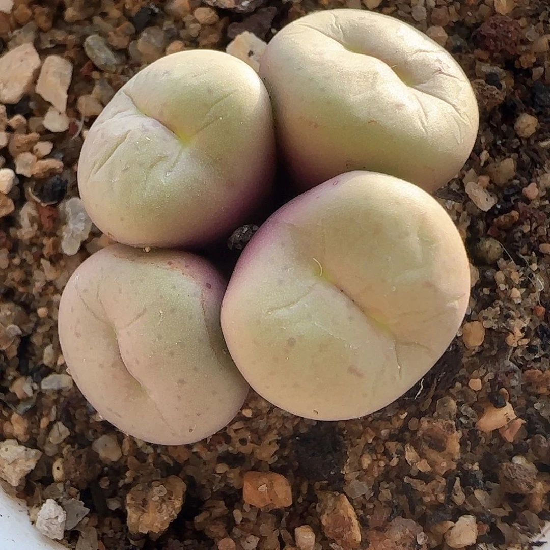 28包邮脱土发货26770