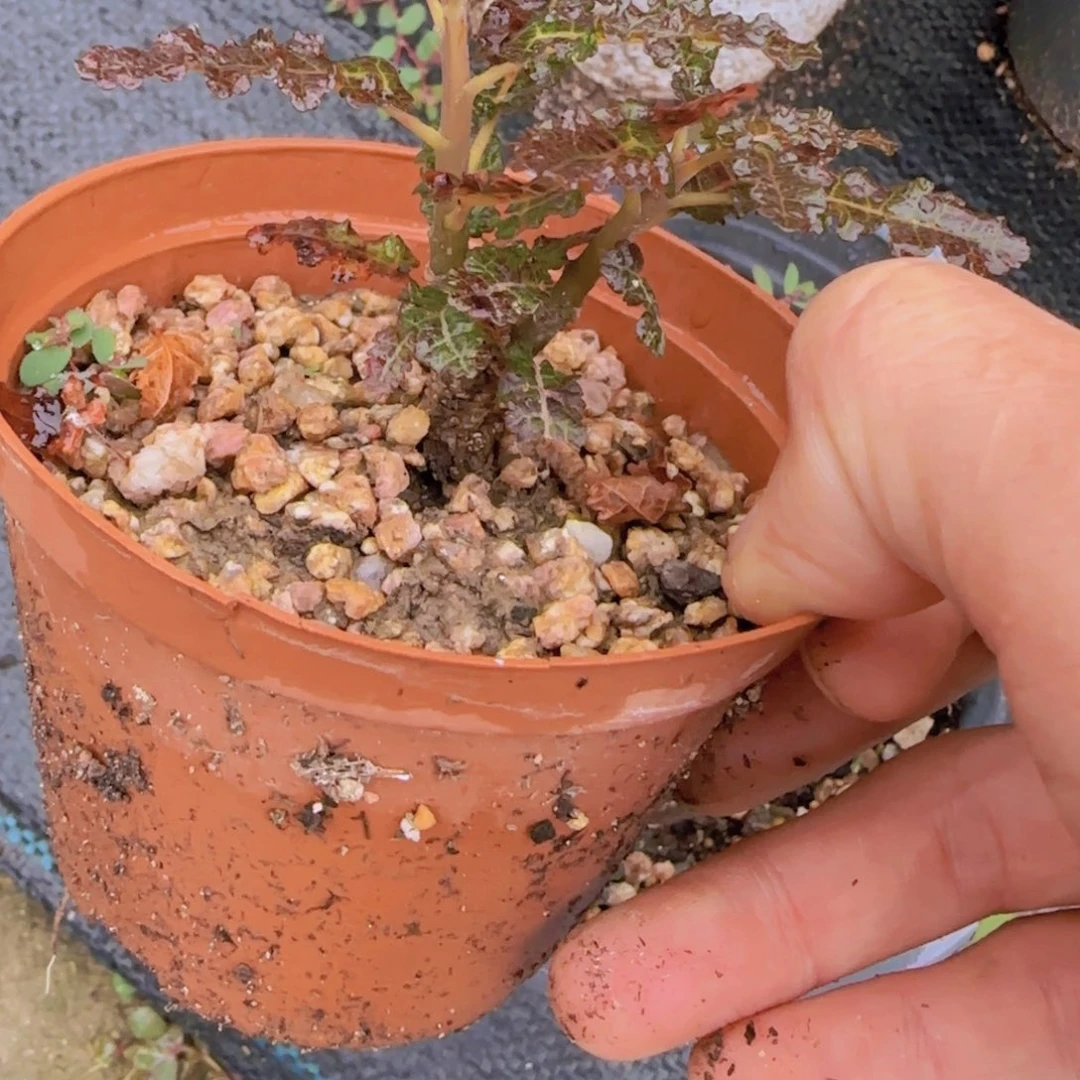 一***玩块根植物块根植物