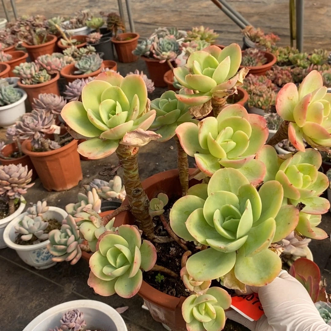 075奇兵碧桃一物一拍