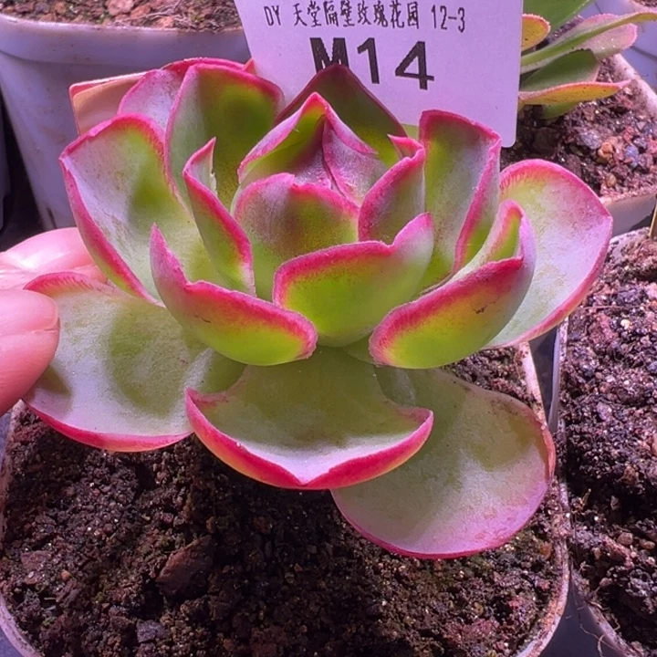 三碗苗苗山地玫瑰多肉植物14