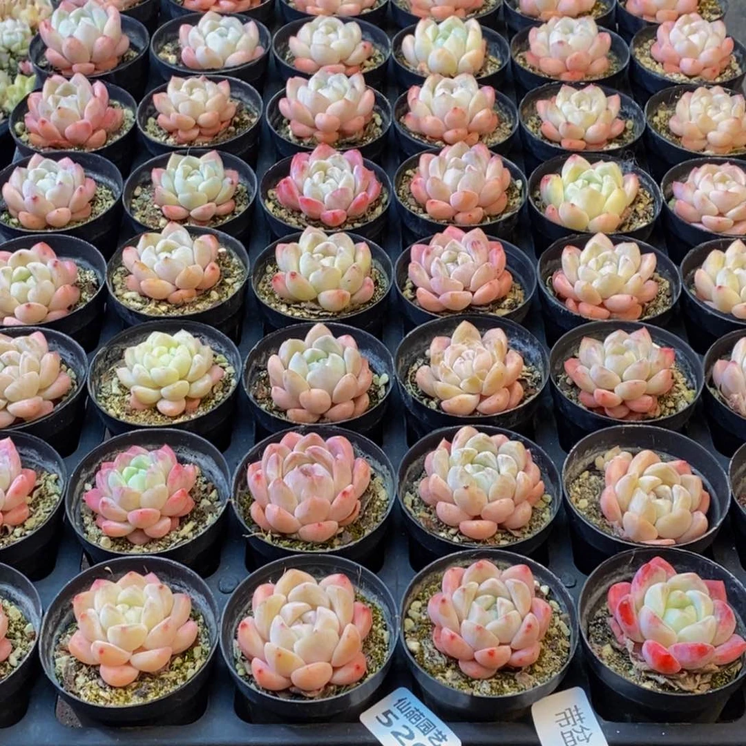 520多肉植物保护研究所所长助理