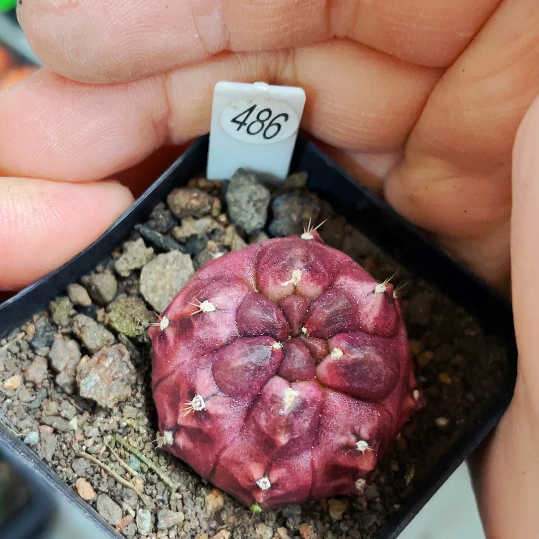 非偏远地区满25包邮仙人球