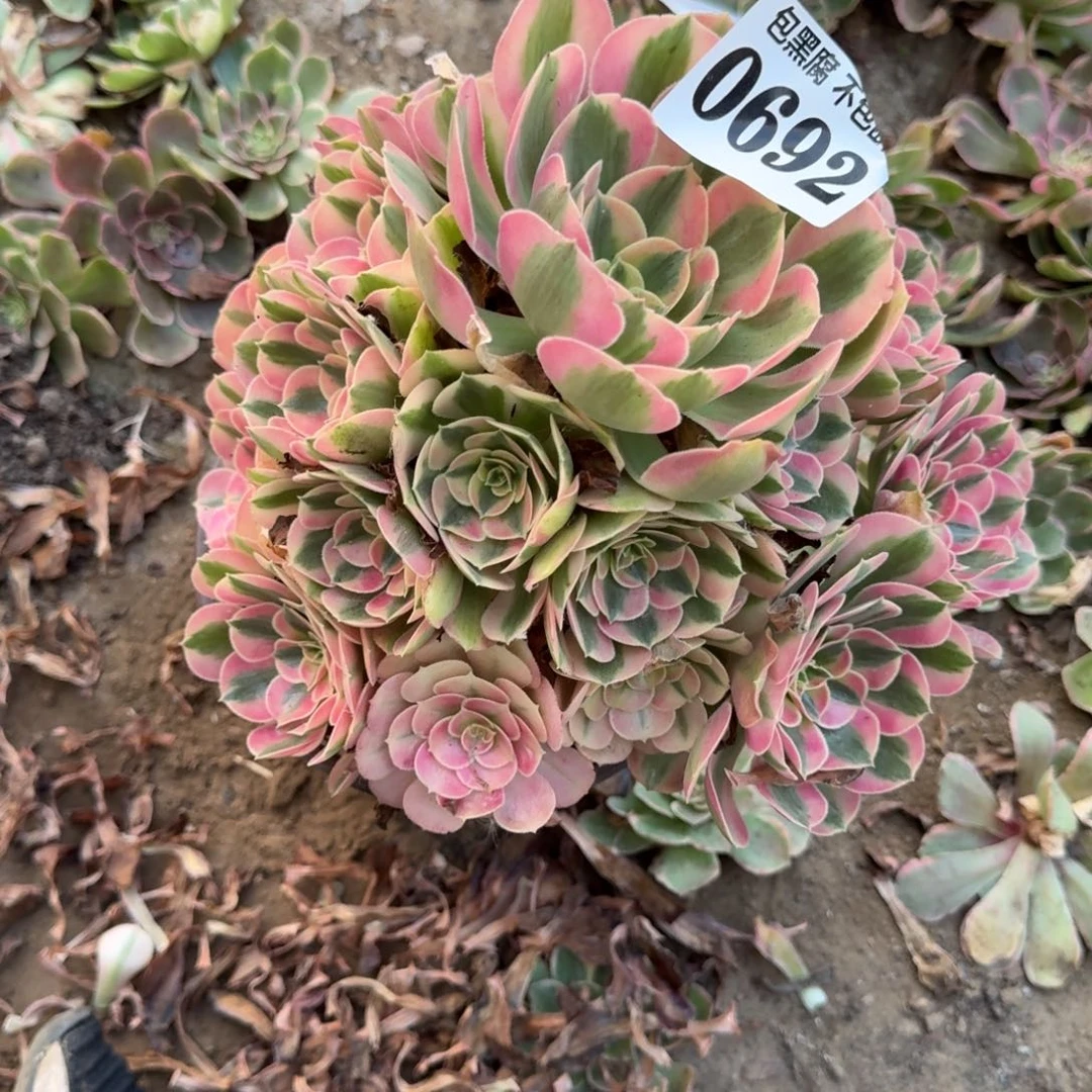 18阴法师粉女巫0692