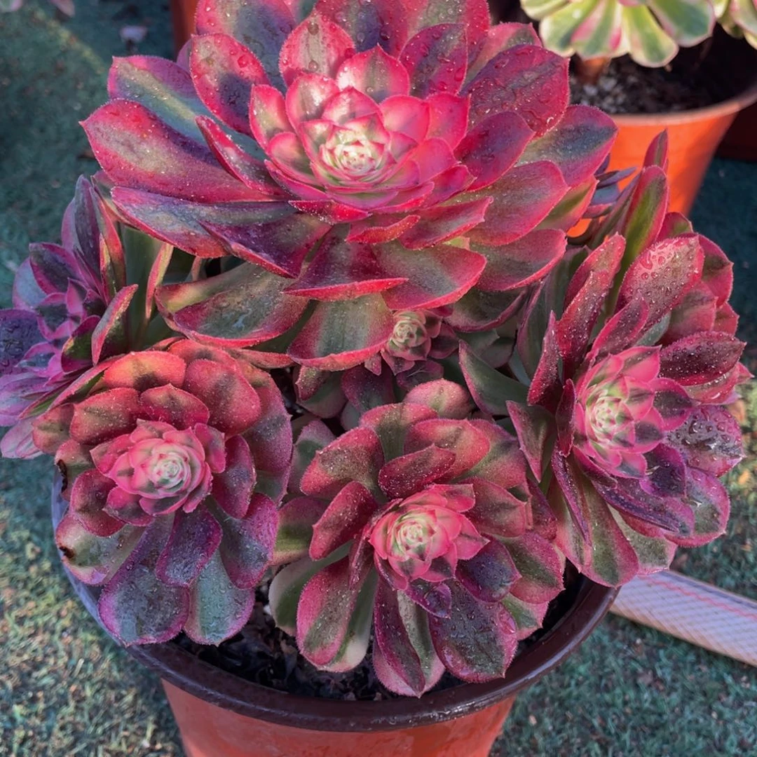 741倾城精品法师老桩