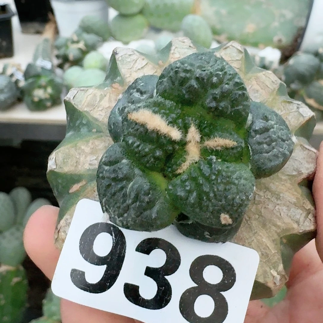 【闪购商品】无花朵钱*满连山938