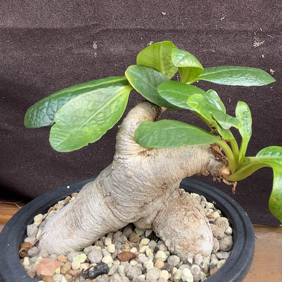 樱花大戟，产地，白皮