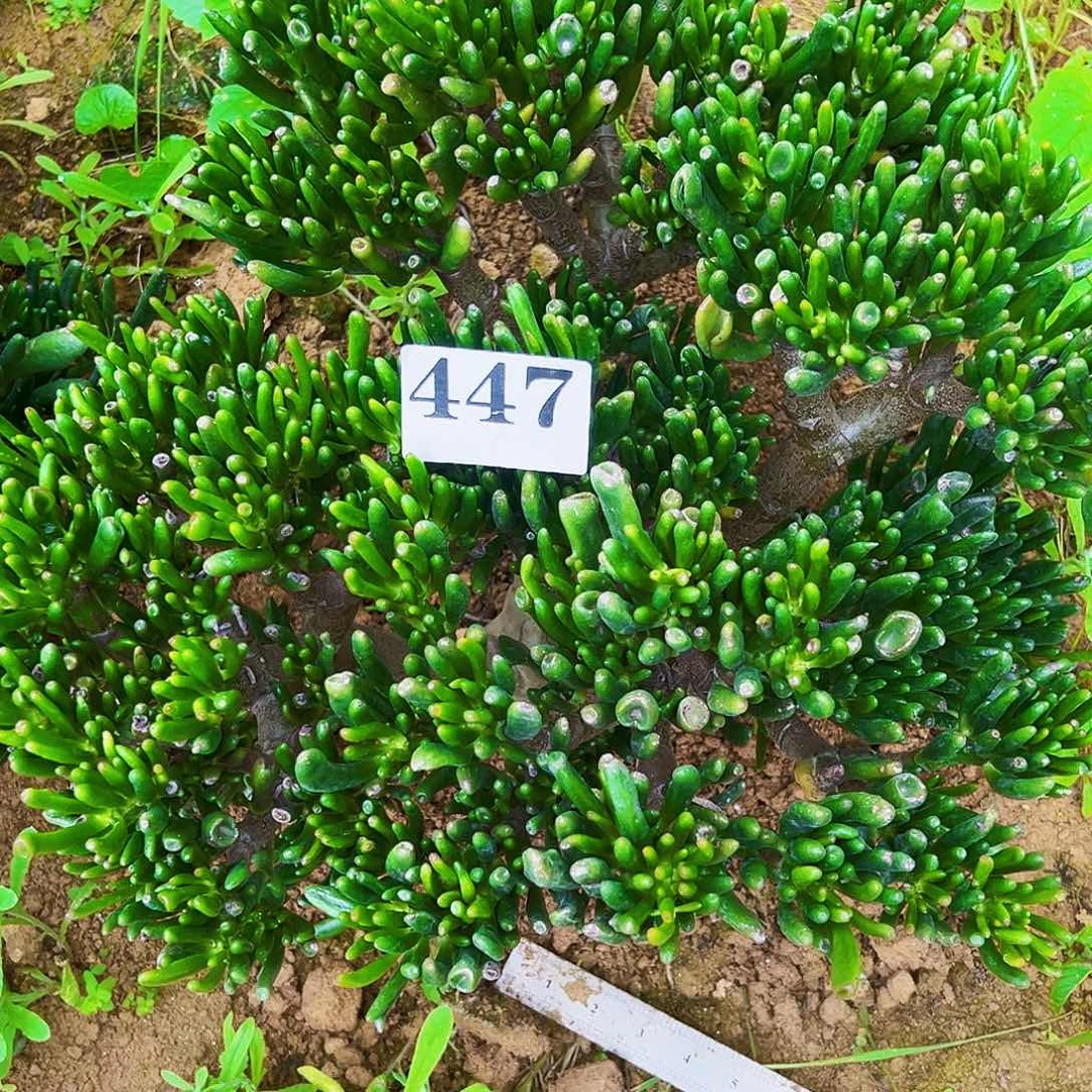 447号吸财树不带盆