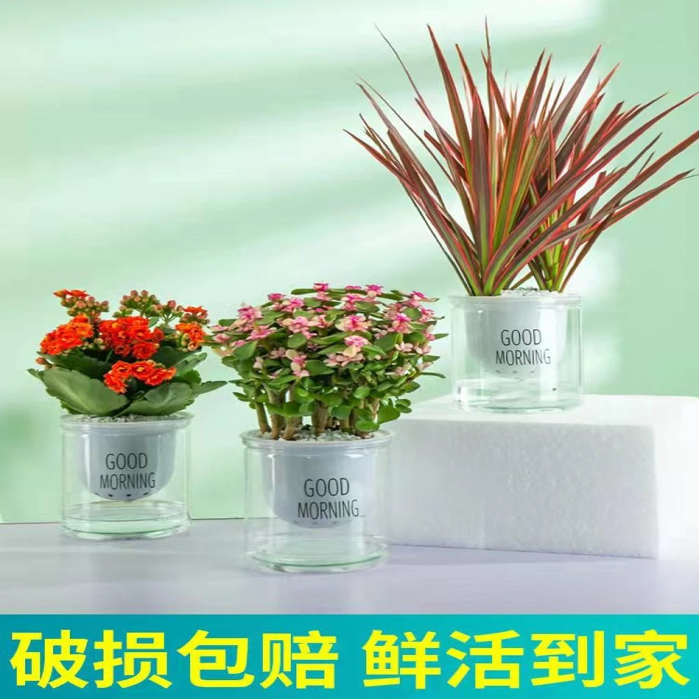 绿萝水培盆栽盆景室内发财树富贵竹文绿箩薄荷多肉花卉四季好养