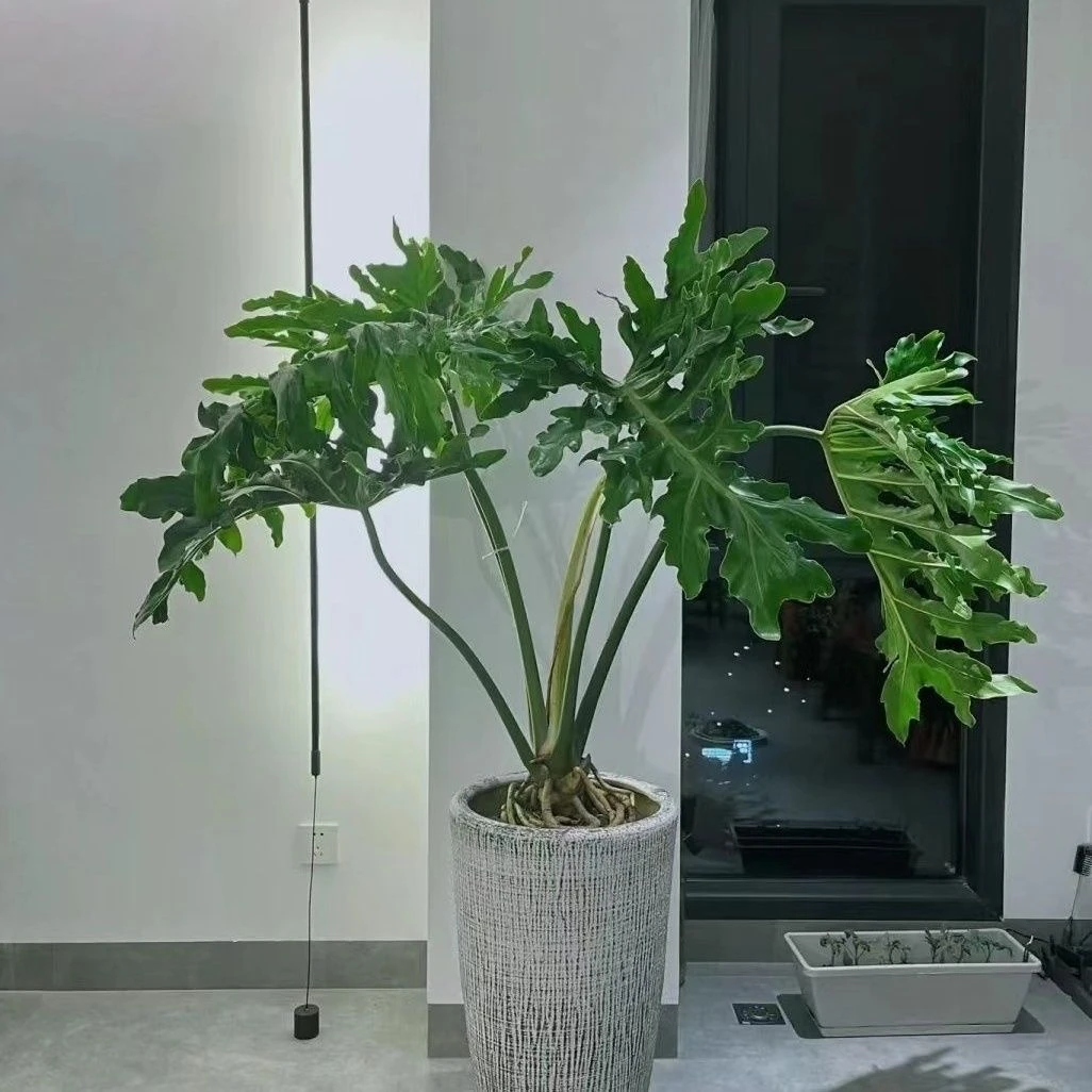 龙鳞春羽老桩春羽绿植盆栽办公室客厅盆景净化空气室内书房大网红