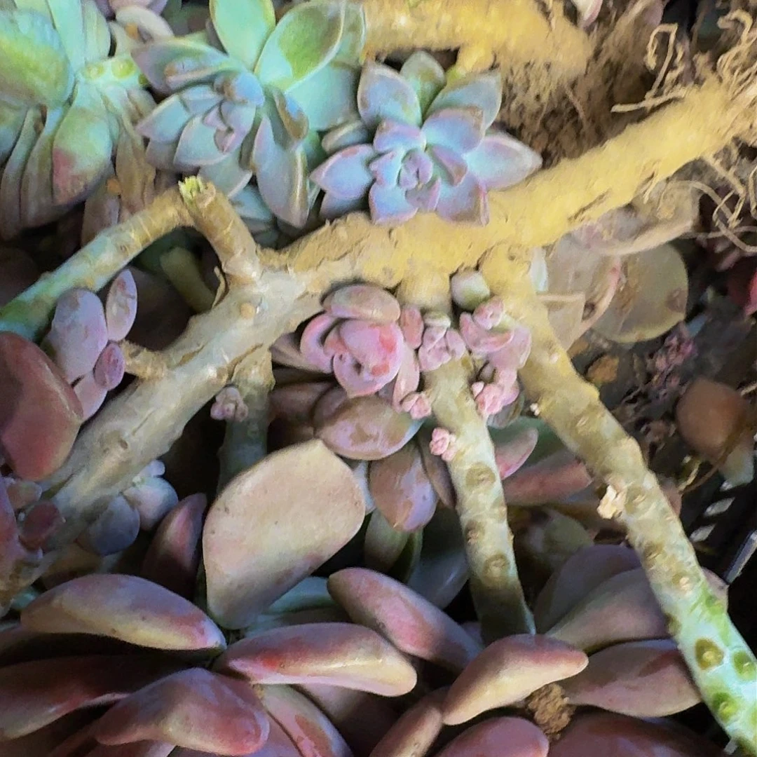 多肉断枝 不包损不售后