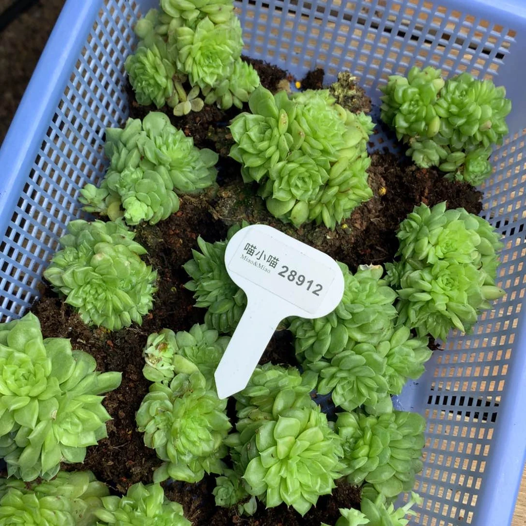 婷***起多肉植物麦秆珍妮