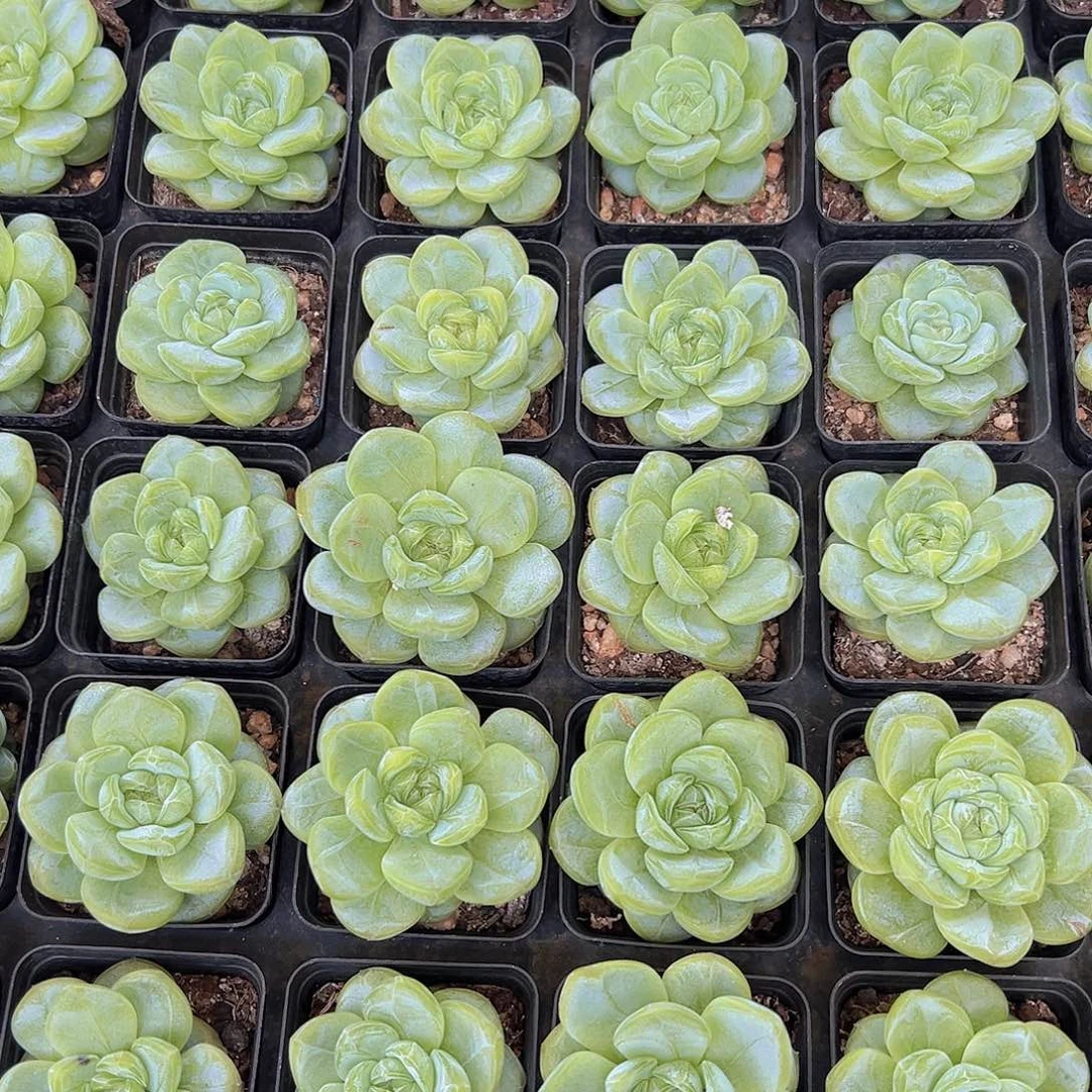 星星珍妮多肉多肉