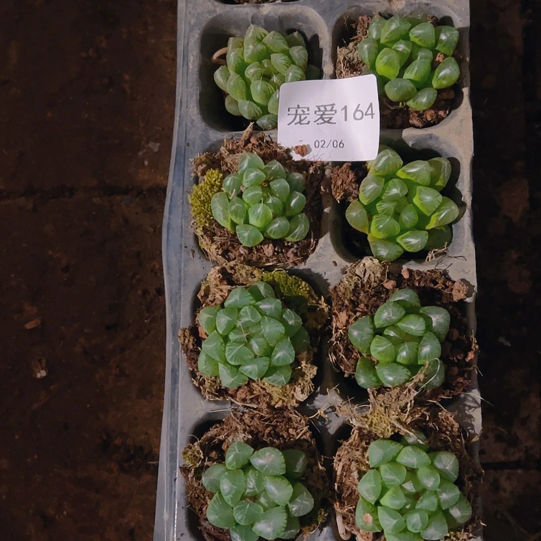 直播福利一物一拍164