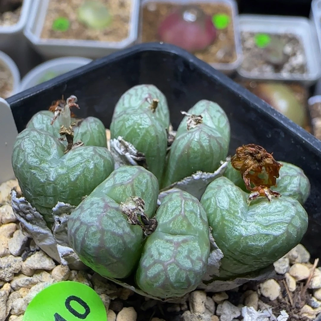 送奶工杂八头多肉210