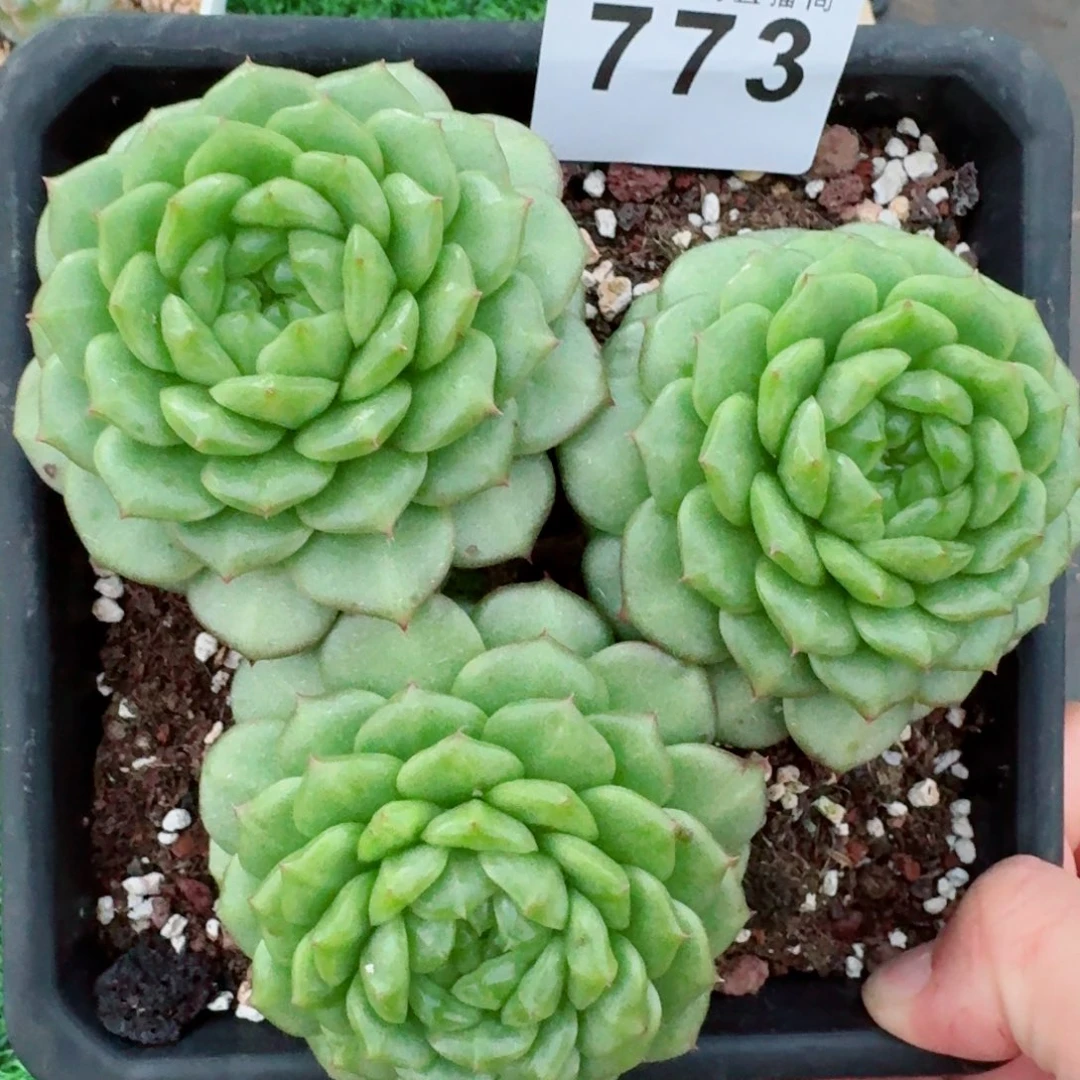 灯泡珍妮            精美多肉植物