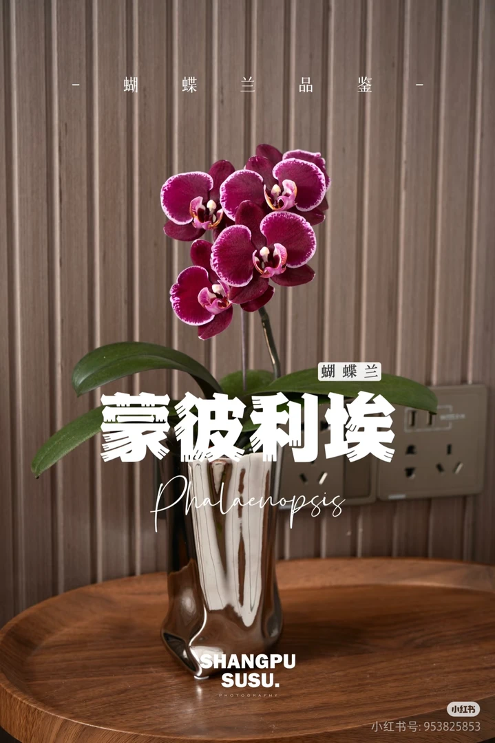 【兰语甄选】（安祖蒙彼利埃）3.5寸双剑黑红中大花型蝴蝶兰