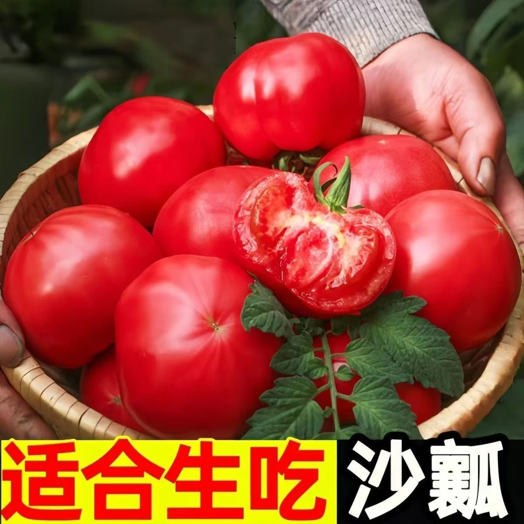 宁夏正宗粉果西红柿新鲜现摘成熟露天沙瓤生吃自然番茄水果当季