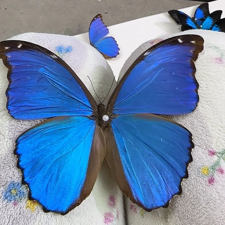 大蓝闪蝶蝴蝶标本瑕疵处理