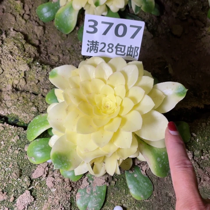 3707一号棚雪莲多肉植物