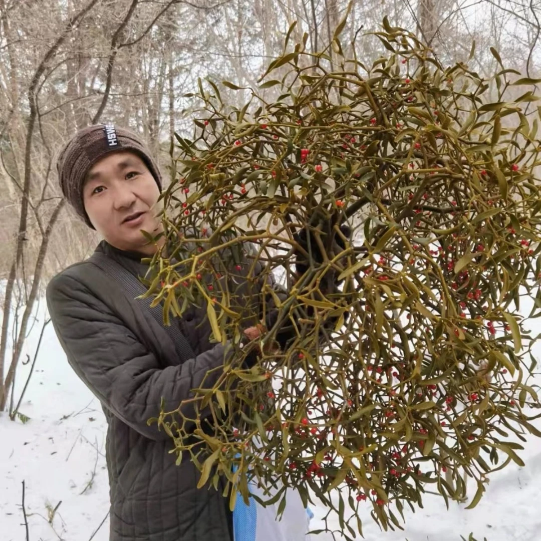 东北深山冬青（菜）包邮