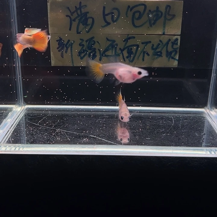 孔雀鱼黄金玻璃猫