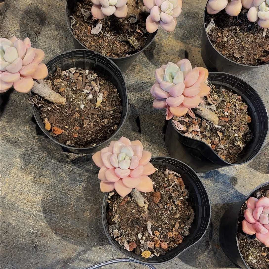 花斑鹿多肉2块钱1颗