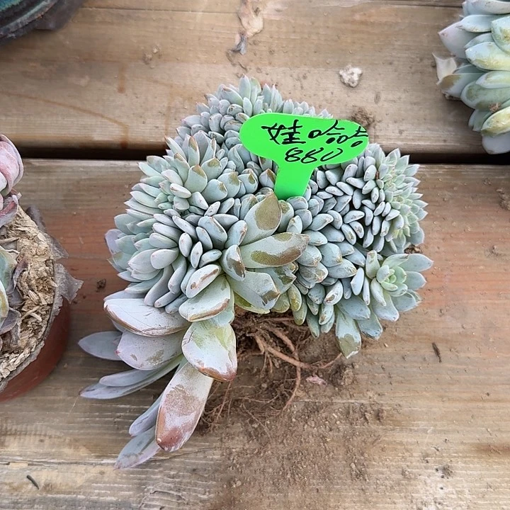 无花朵娃*哈一物一拍星影缀化