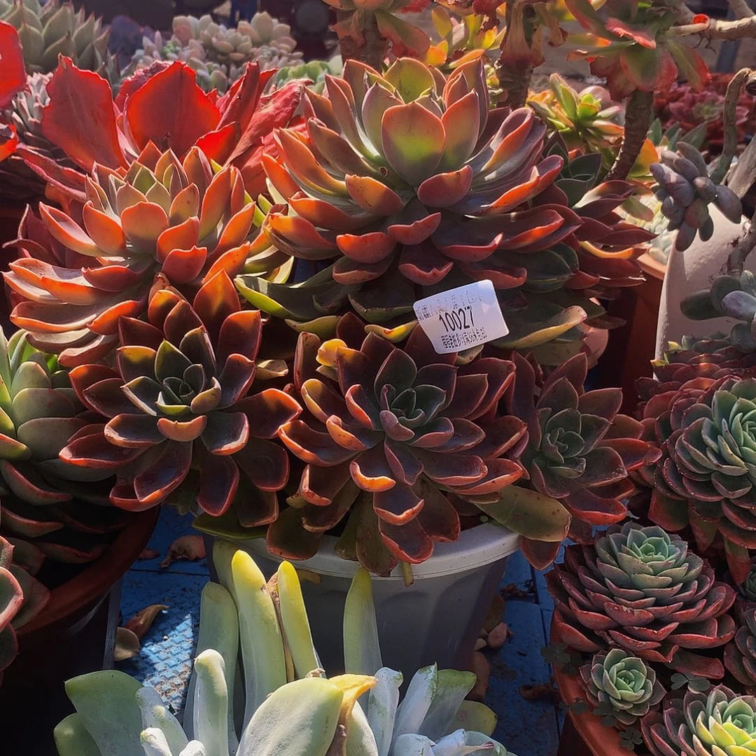 小***啦紫气东来10027多肉多肉