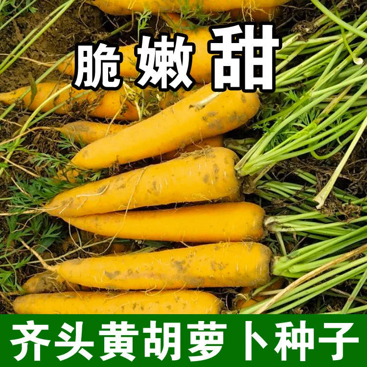 水果型齐头黄胡萝卜种子西洋黄参胡萝卜籽春秋冬播种蔬菜种孑庭院