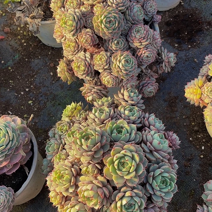 笨巴蒂斯2盆组合带盆土19.8