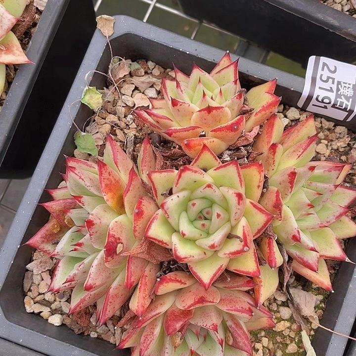 东云杂25191多肉植物