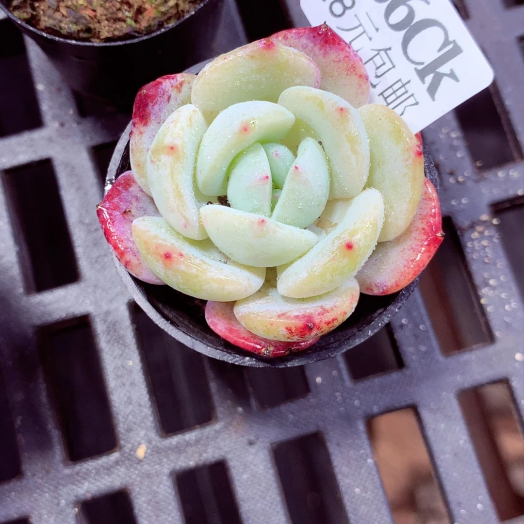 5厘米盆精控多肉186