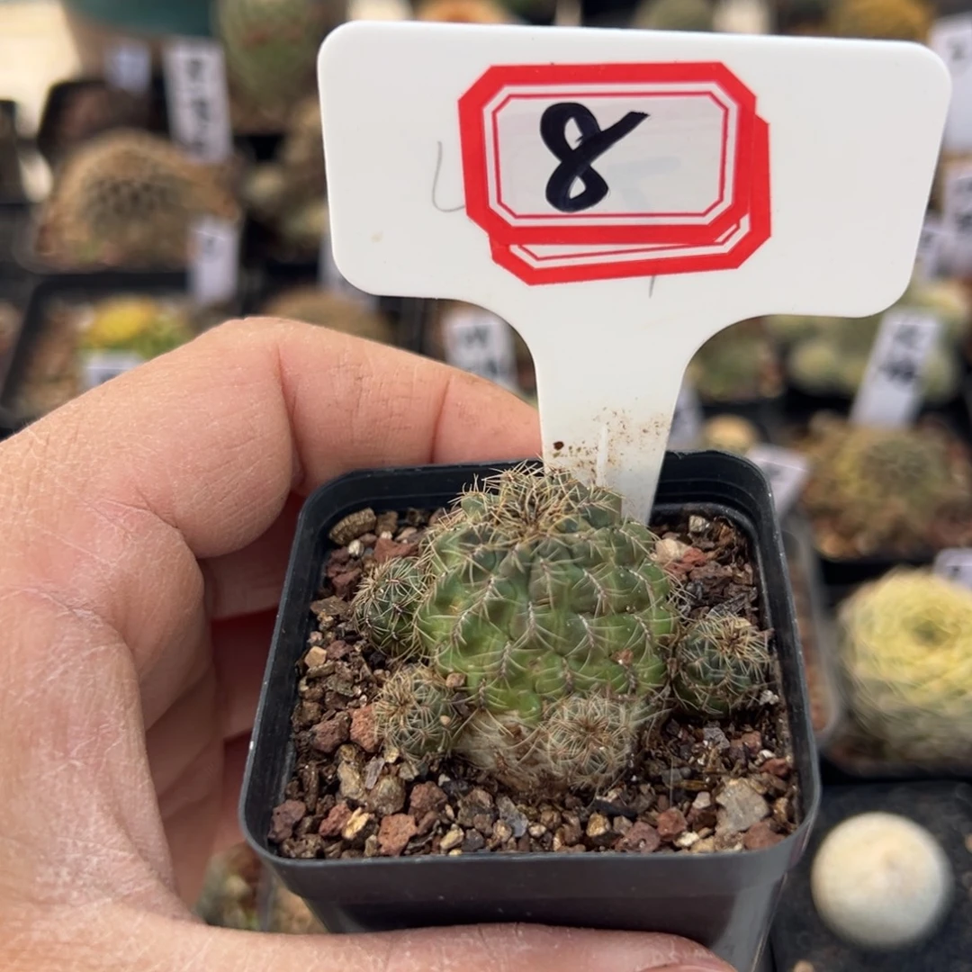 8开播福利往事多肉园仙人球开花