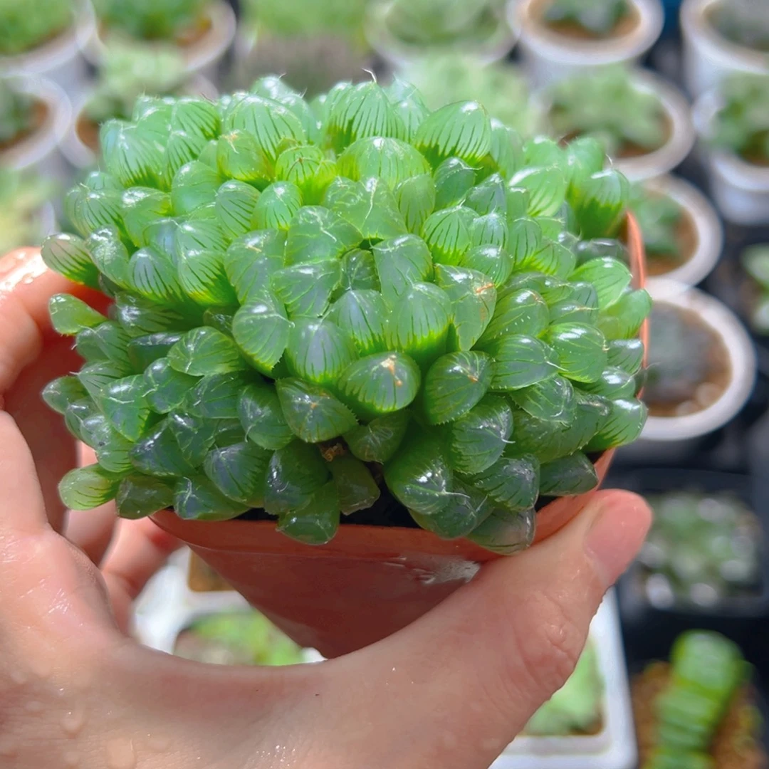 红盆绿泡泡玉露多肉植物的