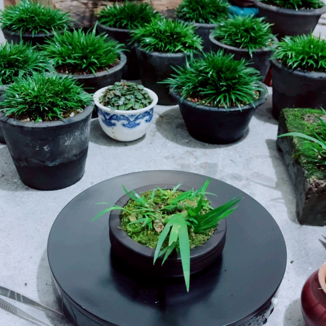 无花朵稀有品种牛顶菖蒲888888