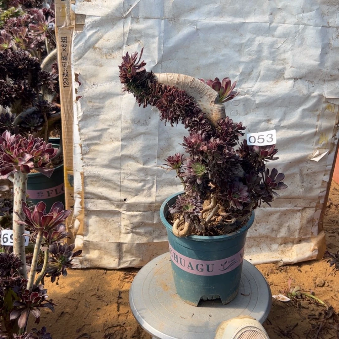 有伤黑缀053满28包邮