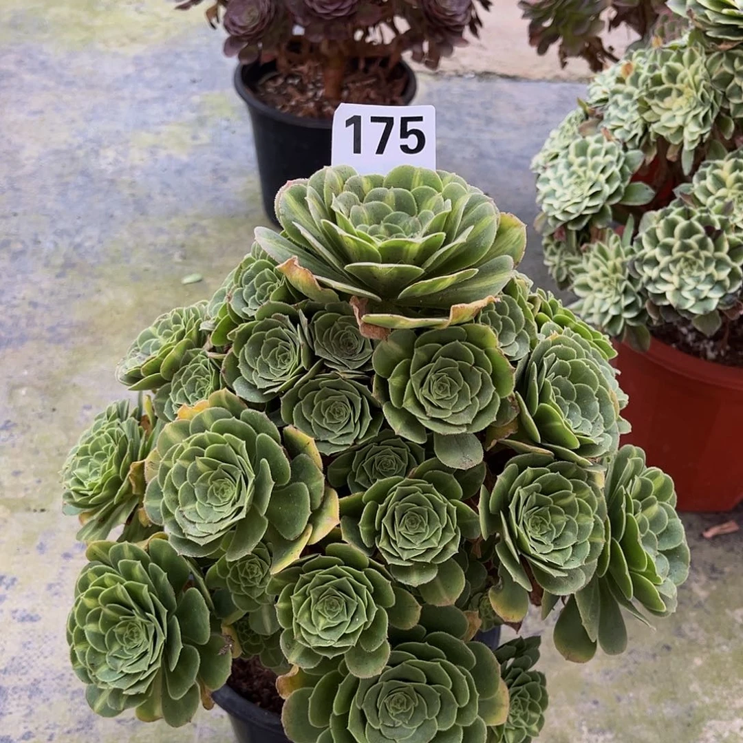 翡翠琉璃000000000175