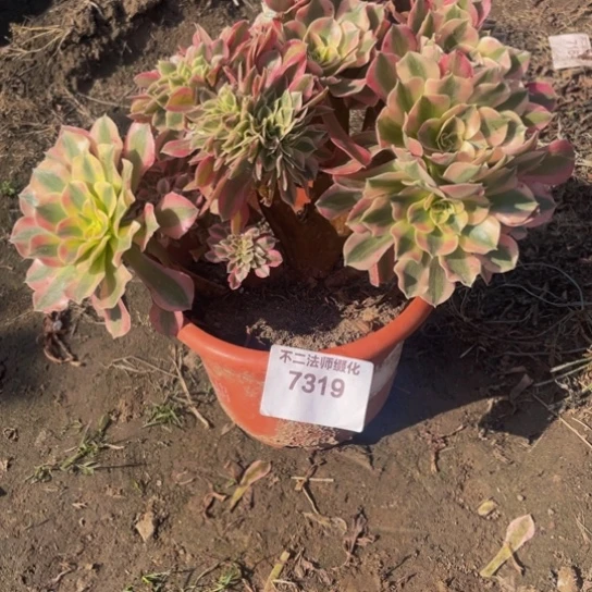 7319，粉女巫朵朵包邮