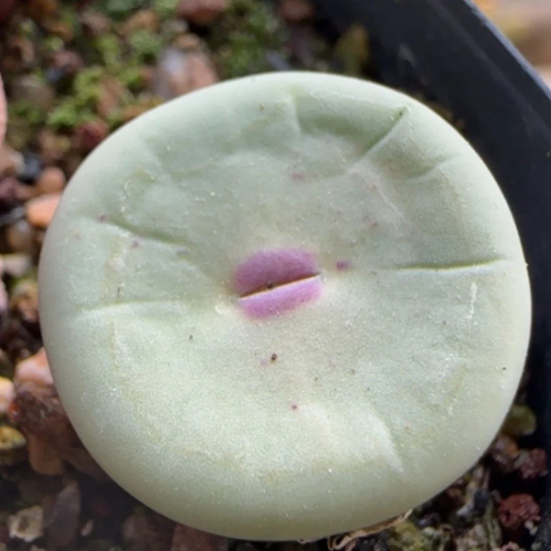 【闪购商品】8099