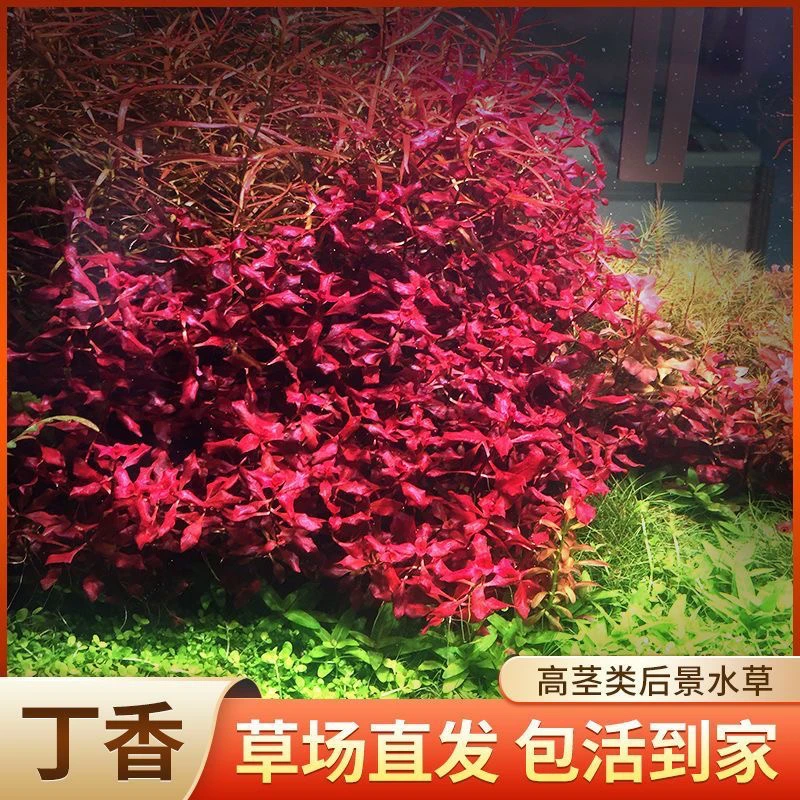 胭脂丁香水草【鱼缸造景】