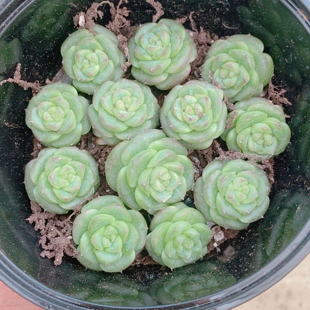 多肉植物精品切糕C094