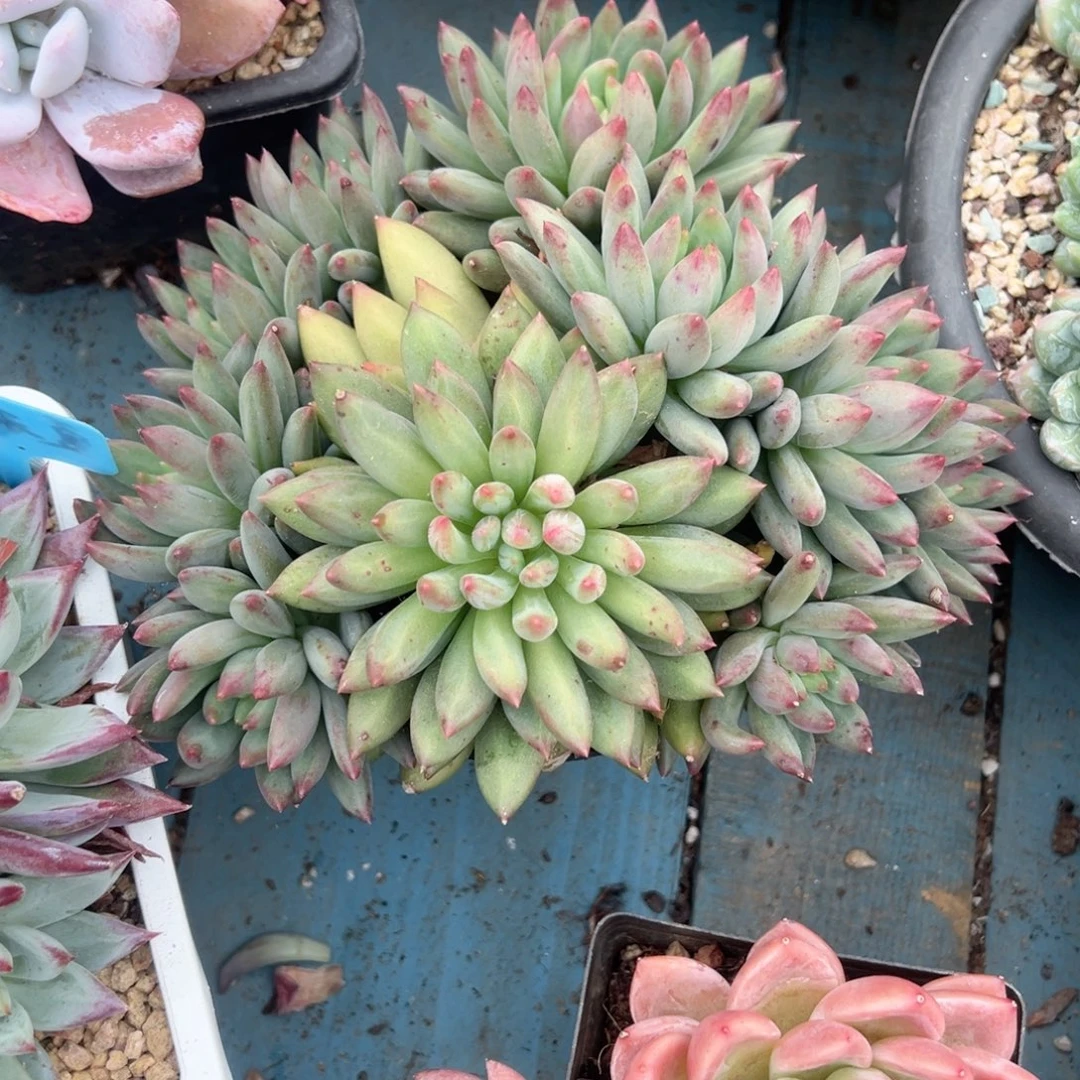 精品多肉植物老桩