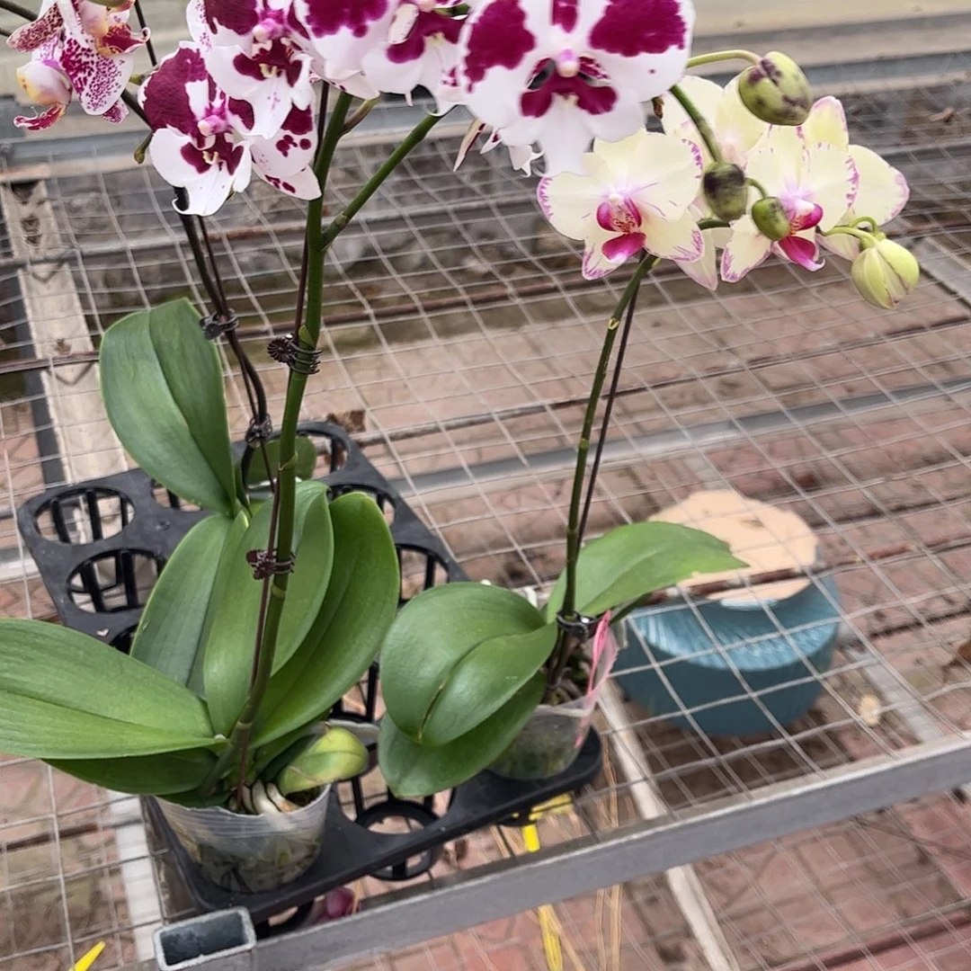 完全开放一千零一夜和绿闪电