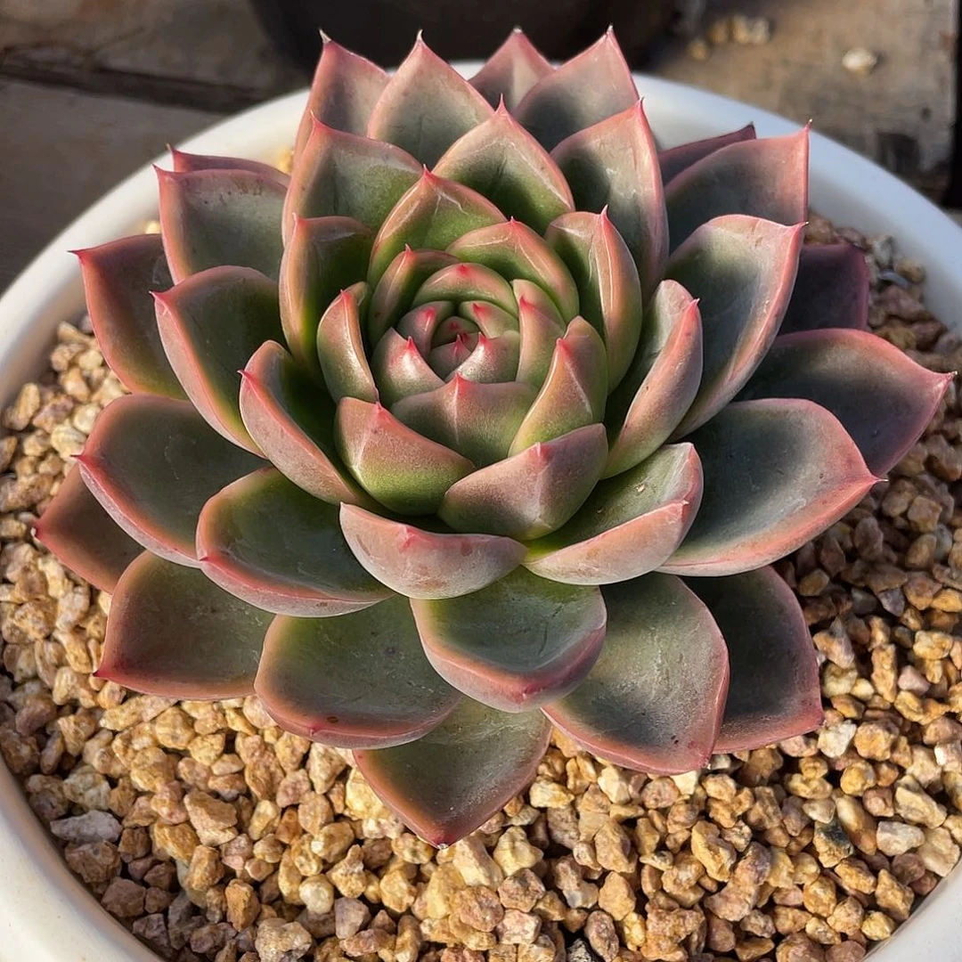 多肉植物一物一拍