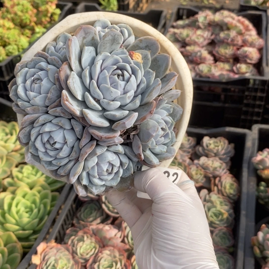 4632雪兔多头一物一拍