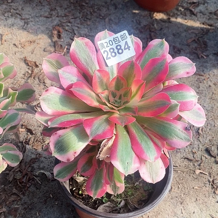 2884 一颗粉女巫法师