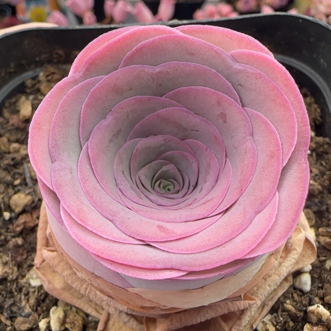 Y873半城玫瑰福利