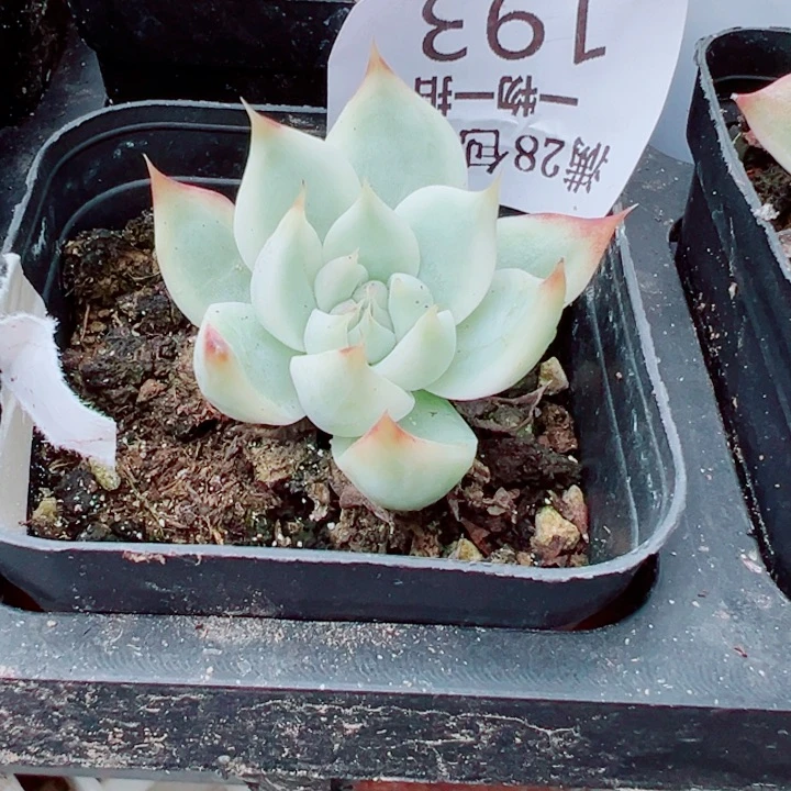 吉娃娃锦多肉植物193