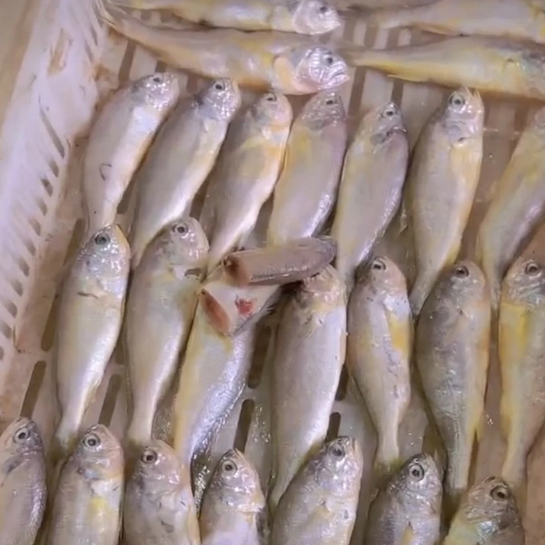 一斤大约11-12条净重4斤青岛本地野生海捕小黄花鱼冷链包邮